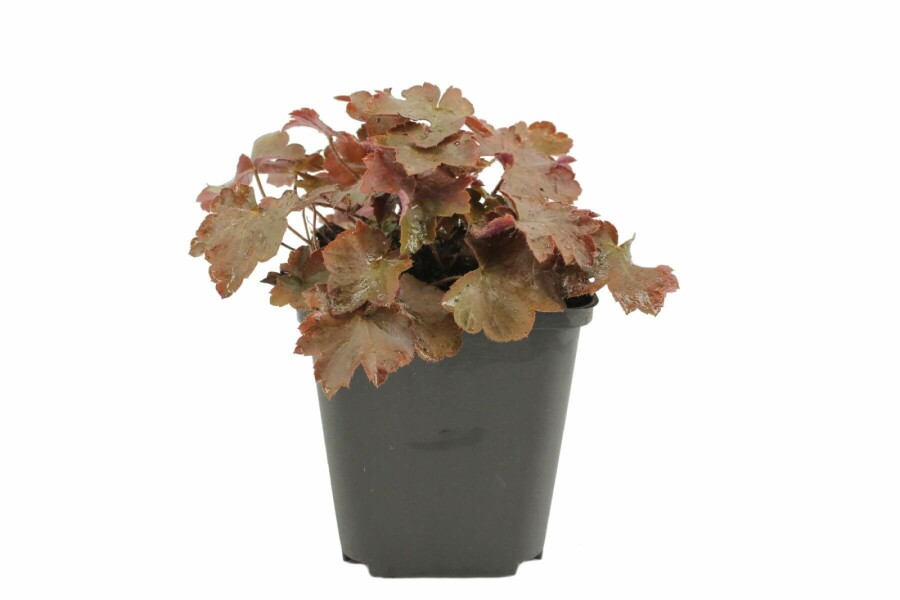 Alum root Heuchera micrantha 'Palace Purple' 5-10 pot P9 Heuchera micrantha 'Palace Purple'