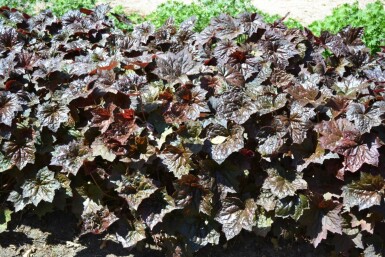 Alum root Heuchera micrantha 'Palace Purple' 5-10 pot P9 Heuchera micrantha 'Palace Purple'