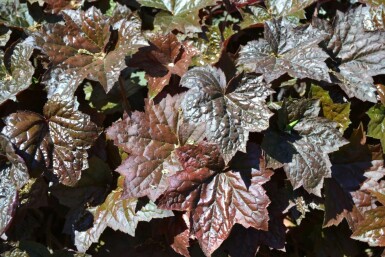 Alum root Heuchera micrantha 'Palace Purple' 5-10 pot P9 Heuchera micrantha 'Palace Purple'