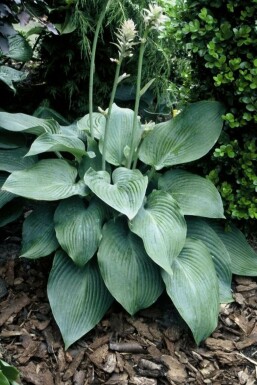 Plantain lily Hosta 'Blue Angel' 5-10 pot P9 Hosta 'Blue Angel'