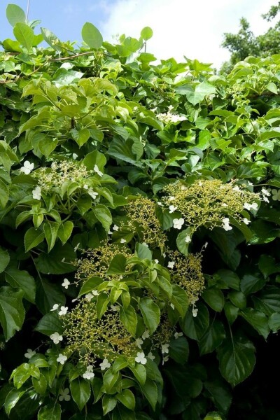 Hydrangea anomala subsp. petiolaris