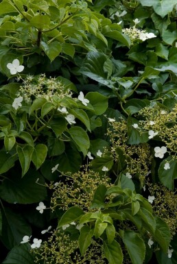 Hydrangea anomala subsp. petiolaris