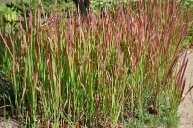 Imperata cylindrica 'Red Baron'