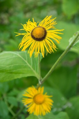 Inula ensifolia