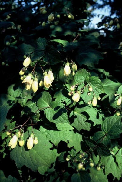 Kirengeshoma palmata