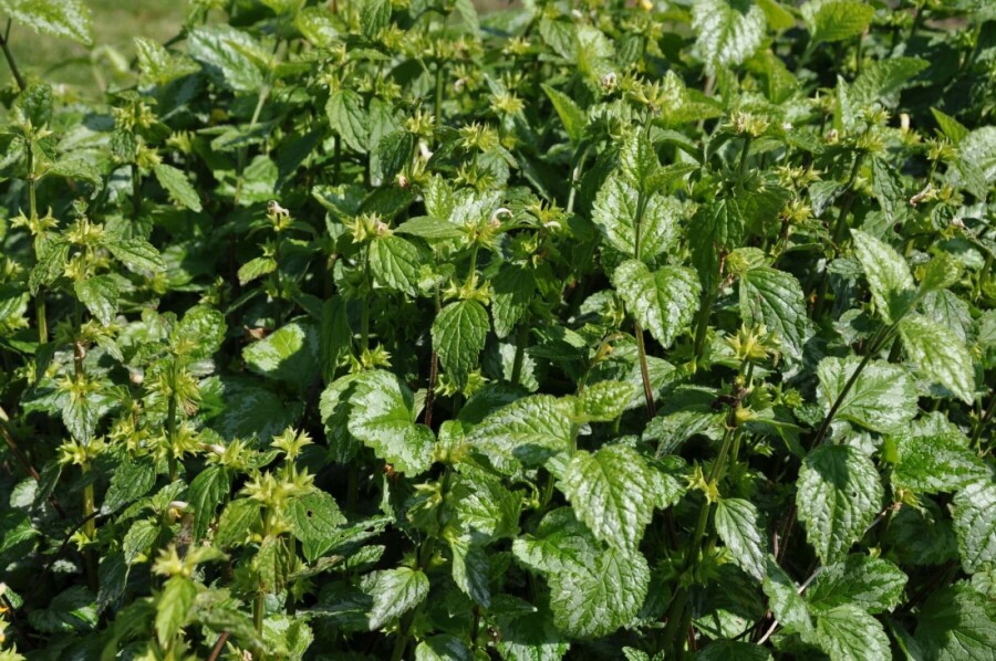 Yellow archangel Lamium galeobdolon 'Florentinum' 5-10 pot P9 Lamium galeobdolon 'Florentinum'