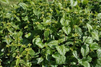 Yellow archangel Lamium galeobdolon 'Florentinum' 5-10 pot P9 Lamium galeobdolon 'Florentinum'