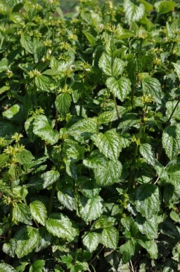 Yellow archangel Lamium galeobdolon 'Florentinum' 5-10 pot P9 Lamium galeobdolon 'Florentinum'