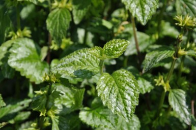 Yellow archangel Lamium galeobdolon 'Florentinum' 5-10 pot P9 Lamium galeobdolon 'Florentinum'
