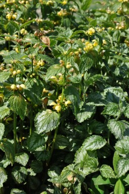 Yellow archangel Lamium galeobdolon 'Florentinum' 5-10 pot P9 Lamium galeobdolon 'Florentinum'