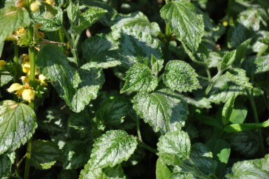 Yellow archangel Lamium galeobdolon 'Florentinum' 5-10 pot P9 Lamium galeobdolon 'Florentinum'