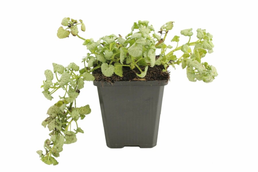 Spotted deadnettle Lamium maculatum 'White Nancy' 5-10 pot P9 Lamium maculatum 'White Nancy'