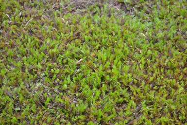 Leptinella squalida