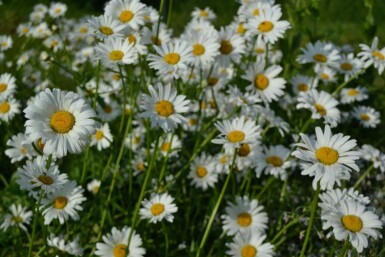 Leucanthemum vulgare 'Maikonigin'