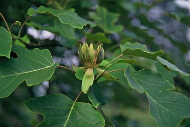 Liriodendron tulipifera