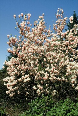 Magnolia × soulangeana