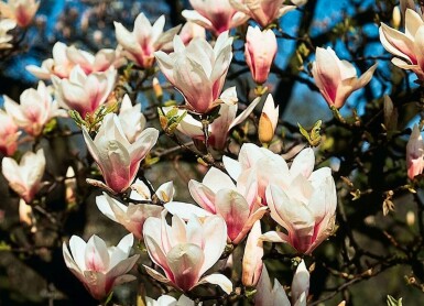 Magnolia × soulangeana