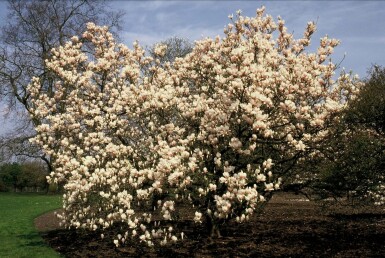 Magnolia × soulangeana