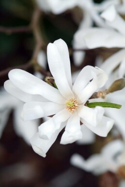 Magnolia stellata