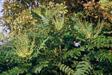 Mahonia × media 'Winter Sun'