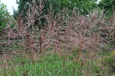 Miscanthus sinensis 'Ferner Osten'