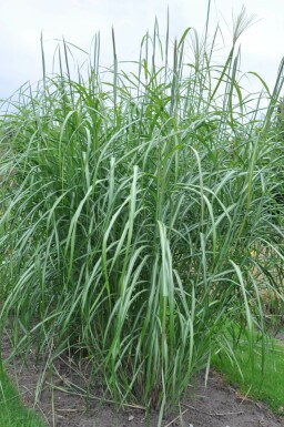 Eulalia Miscanthus sinensis 'Silberfeder' 5-10 pot P9 Miscanthus sinensis 'Silberfeder'