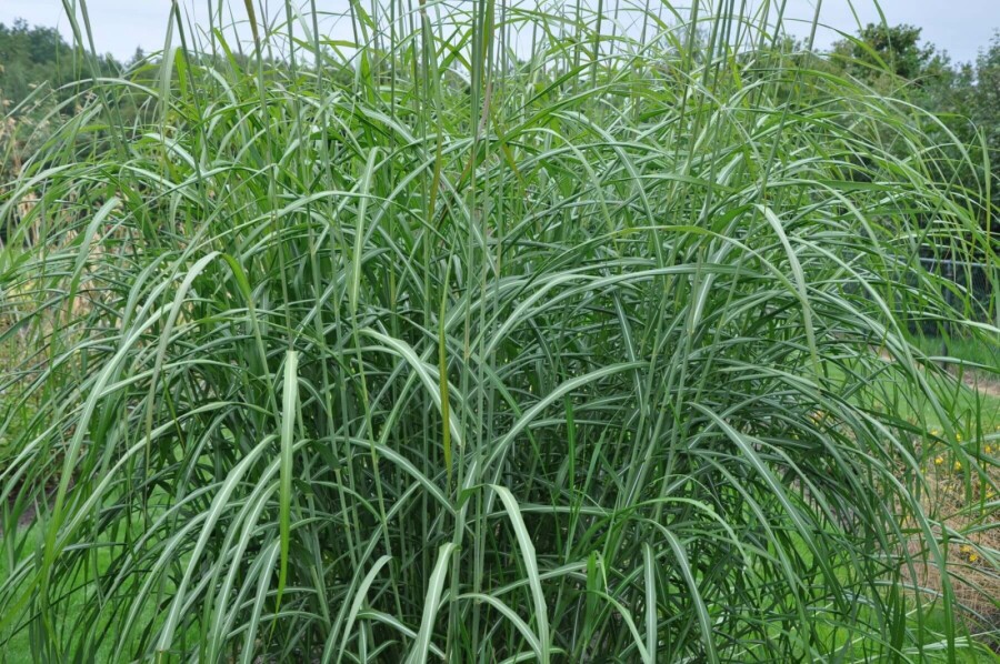 Eulalia Miscanthus sinensis 'Silberfeder' 5-10 pot P9 Miscanthus sinensis 'Silberfeder'