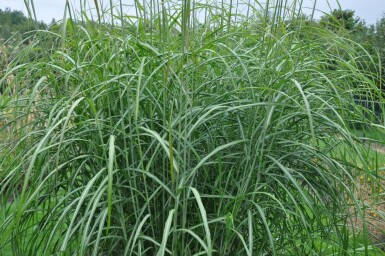Eulalia Miscanthus sinensis 'Silberfeder' 5-10 pot P9 Miscanthus sinensis 'Silberfeder'