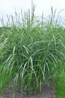 Eulalia Miscanthus sinensis 'Silberfeder' 5-10 pot P9 Miscanthus sinensis 'Silberfeder'