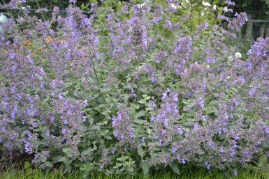 Nepeta × faassenii 'Six Hills Giant'