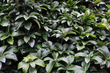 Pachysandra terminalis