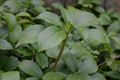 Pachysandra terminalis