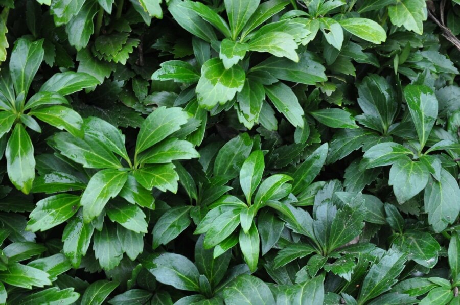 Japanese spurge Pachysandra terminalis 'Green Carpet' 5-10 pot P9 Pachysandra terminalis 'Green Carpet'