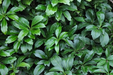 Japanese spurge Pachysandra terminalis 'Green Carpet' 5-10 pot P9 Pachysandra terminalis 'Green Carpet'