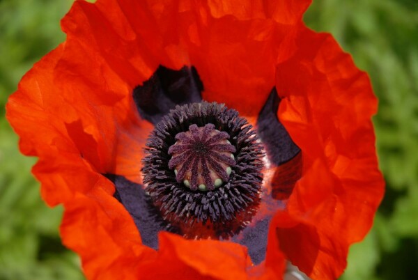 Papaver orientale 'Brilliant'