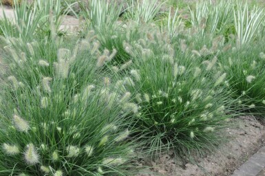 Pennisetum alopecuroides 'Little Bunny'