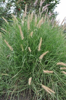 Pennisetum orientale