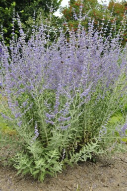 Perovskia atriplicifolia 'Blue Spire'