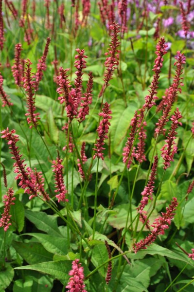 Persicaria amplexicaulis 'Speciosa'