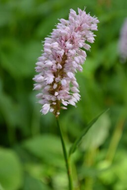 Persicaria bistorta 'Superba'