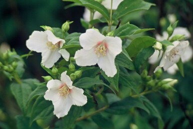 Philadelphus 'Belle Etoile'