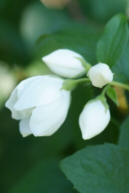 Philadelphus 'Virginal'