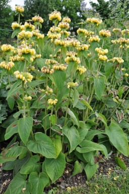 Phlomis russeliana