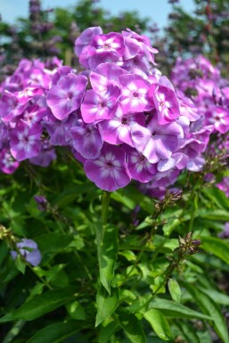 Phlox paniculata 'Laura'