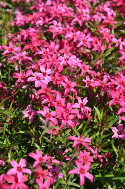 Phlox subulata 'Atropurpurea'