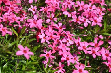 Phlox subulata 'Atropurpurea'