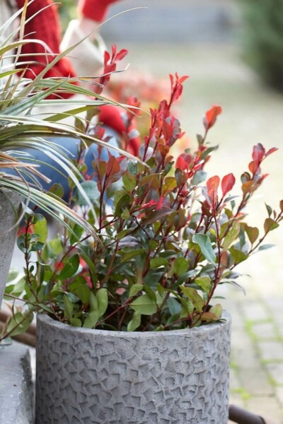 Photinia × fraseri 'Little Red Robin'