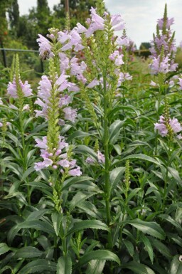 Physostegia virginiana 'Bouquet Rose'