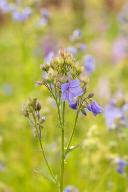 Polemonium caeruleum