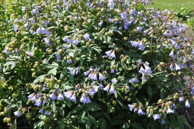 Polemonium reptans 'Blue Pearl'